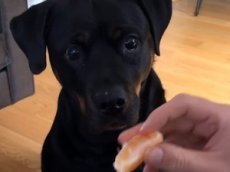Пес насмешил интернет-пользователей любовью к мандаринам