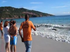 Бразильские туристы спасли дельфинов от гибели