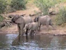 Нападение крокодила на слона