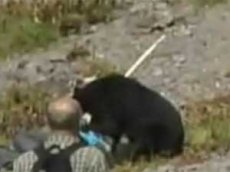 В Японии медведь покусал туристов на остановке