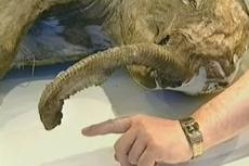 Российского мамонта продали на аукционе Christie"s за 260 тысяч евро