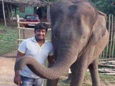 Слон насмерть затоптал мужчину в Индии