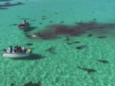 В Австралии акулы на глазах у туристов растерзали кита