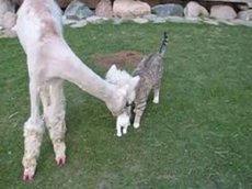 Верблюд подружился с котенком