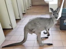 Турист столкнулся в общественном туалете с кенгуру