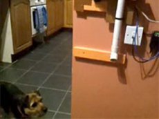 Британец кормит пса через Twitter