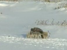 Волки против бизона