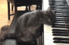 Учительница музыки научила играть кошку