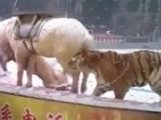 Нападение льва и тигра на лошадь в цирке