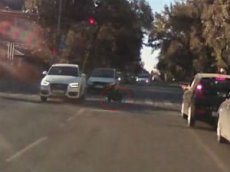В Ростове-на-Дону собака спровоцировала ДТП