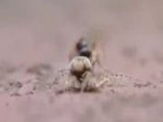 Муравей против паука