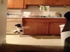 Собака танцует сальсу