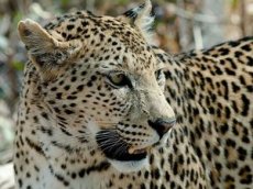 Спасение провалившегося в колодец леопарда попало на видео