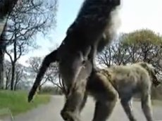 Обезьяны занялись сексом на капоте едущей машины