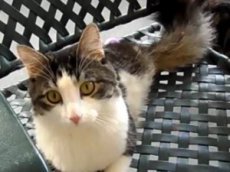 Двуногий кот Анакин научился залезать на кресло