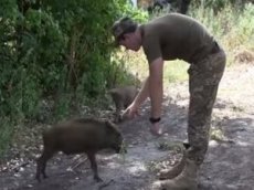 «Военное телевидение Украины» сняло сюжет о «боевых» патрульных кабанах