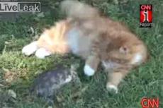 Как кошка с черепахой территорию не поделили