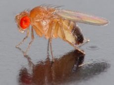 Как работает мозг мухи