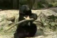 Медведь освоил кунг-фу