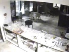 Возбужденный козел вломился в стриптиз-клуб