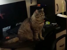 Ставропольский кот Герыч стал звездой Интернета