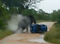 Разъяренный слон растоптал автомобиль с туристами