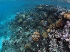 "Бульканье" на дне океана