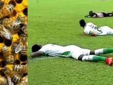 Футбольный матч прервали из-за атаки пчёл