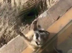 Маленький сурикат из Новосибирского зоопарка стал звездой Instagram