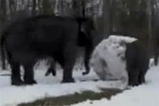 Слоны слепили снеговика