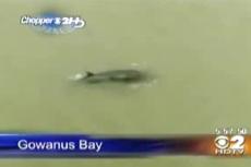 Кит заблудился в гавани Нью-Йорка