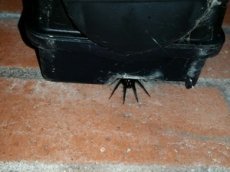 Нашествие пауков в Великобритании