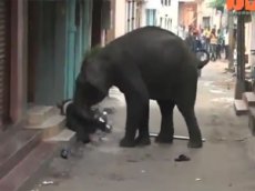 Дикие слоны разгромили поселок в Индии