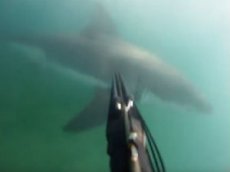 Дайвер отбился от акулы селфи-палкой