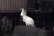 Домашнее видео попугая-меломана вошло в десятку самых популярных роликов недели