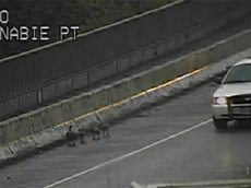 Три полицейские машины проводили гусей в безопасное место