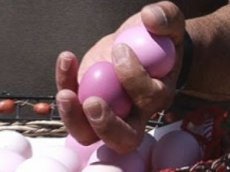 Курица несет фиолетовые яйца