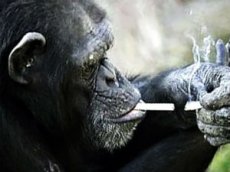 Шимпанзе закурила в северокорейском зоопарке