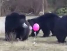 Медведей развеселил розовый воздушный шарик