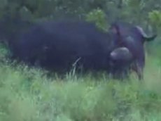 Буйвол намял бока крокодилу