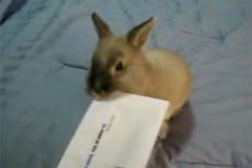 Найден новый способ для распечатывания конвертов