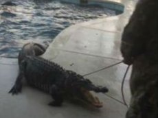 Трехметровый аллигатор забрался в бассейн частного дома