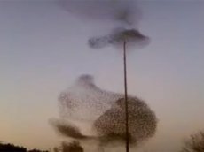 В Сакраменто огромную птичью стаю подхватил торнадо