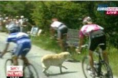 Собака сбила велосипедиста на Tour De France