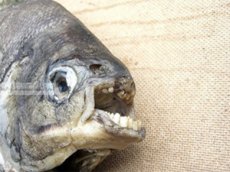 В Челябинской области поймали двухкилограммовую рыбу с человеческими зубами