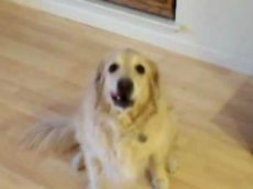 Пес, убирающий игрушки за детьми, стал звездой интернета