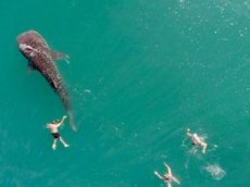 Китовая акула поплавала в компании туристов