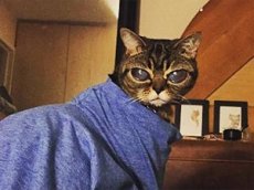 Кошка-инопланетянка покорила Инстаграм
