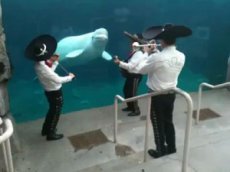 Музыканты порадовали белугу