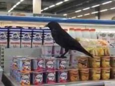 Ворон, уплетающий йогурт, попал на видео
